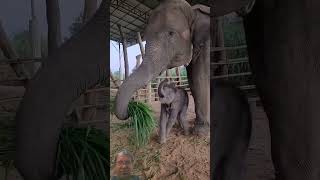 #elephant #animals #cute #wildlife #nature #cuteanimal #adorably #adoreble #cutemammal #babyanimal