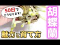 【最強の裏技教えます】胡蝶蘭を始めたい方必見！今すぐ育てたくなる情報がこちらです♪【観葉植物レスキュー】【洋蘭の育て方】