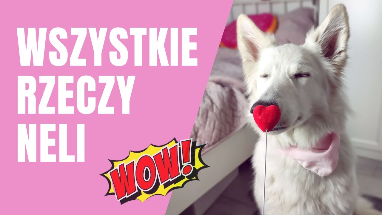 WSZYSTKIE RZECZY MOJEGO PSA 😍🐶 | biały owczarek szwajcarski