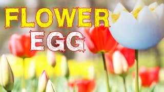 ゆで卵の飾り切り花形 Like a flower,how to cut egg【ライフハック】【便利裏技】