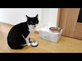 catsvoice2023