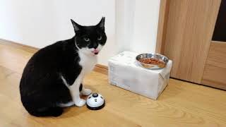 catsvoice2023