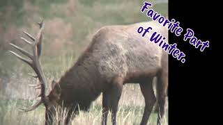 checkout the Unusual 2023 Piebald Cow Elk Encounter