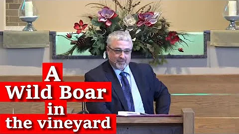A wild boar in the vineyard || Conrad Vine || Elmh...