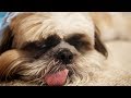 Le shih tzu est moins dbile quil en a lair  zapping sauvage