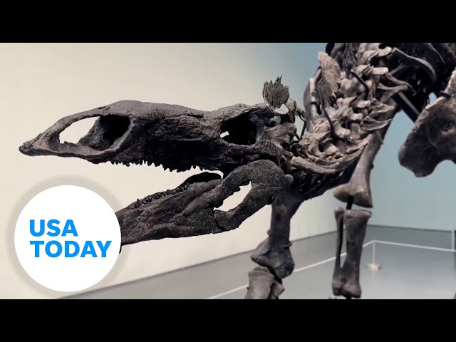 激レア品　アメリカの恐竜 THE AMERICAN DINOSAURS Fossil worth over $40 million goes on display | USA TODAY - YouTube