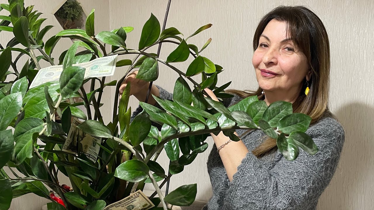 Զամիոկուլկաս, ինչպես ճիշտ աճեցնել դոլար բերող բույսը