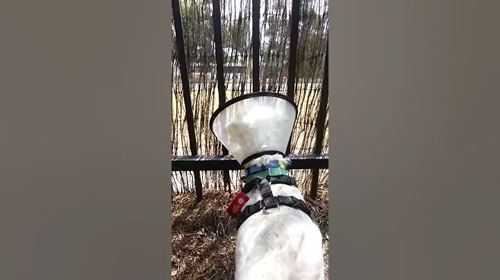 Franklin's cone of sniffery
