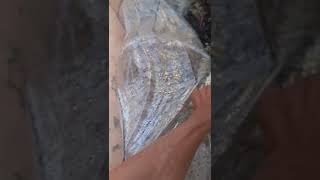 V47 - Silip Pasingaw Sa Planted Volva Mushroomka-Kampi Robert