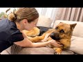 Funny German Shepherd Reacts to Cuddles and Kisses [Cuteness Overload]