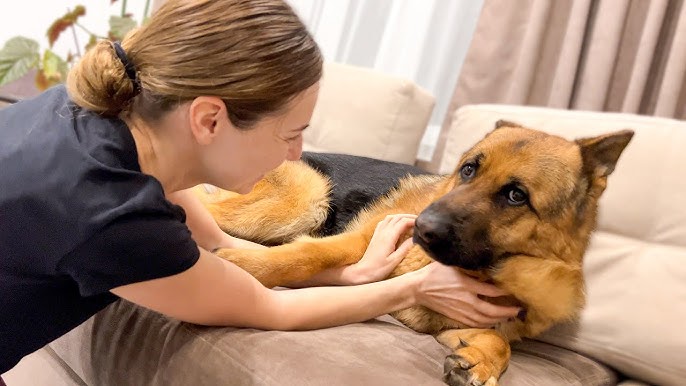 Funny German Shepherd Reacts to Cuddles and Kisses [Cuteness Overload] -  YouTube