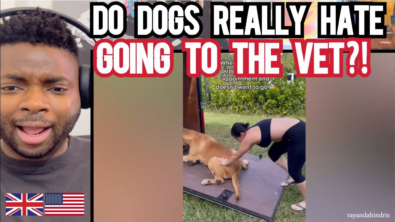 WHEN DOGS REALIZE THEY ARE GOING TO THE VET! Brit Reacts YouTube