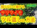 【サツマイモ】３つのポイント！ツル返しをすることで簡単に成長！ツル返しの方法をお伝えします！