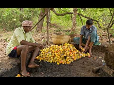 Video: Kaju Meyvesi - Ikisi Bir Arada
