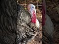 Don’t mess with Rex ❤️ #turkey #turkeylife #drama #backyard #backyardbirds Mp3 Song