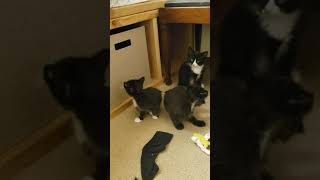 Kittens Coming Out of Hiding