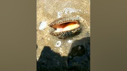 videos đi bắt hải sản #121 bắt sò lông ở bãi đồi nhái vũng tàu  :Mò Cua Bắt Ốc - Tv #shorts​.