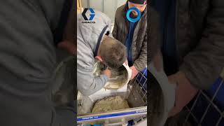 💥 Graco Toughtek LP120 akcióban munka közben! 🔧