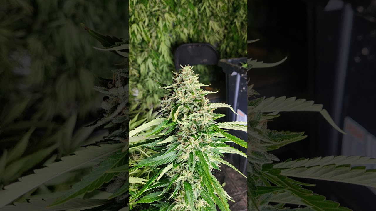 Double Og Chem ! Bred by Rebelgrown