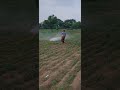 ग्वार मे मचा दि स्प्रे की धुआंधार ☘️☘️👌#farmingjyotivlogs #veel #kisan #tractor #farming #reels ☘️🙏👌