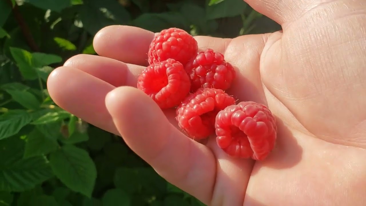 Созревание малины. Первые ягоды на сортах Энросадира и Вайолет. 7 июня 2025г.