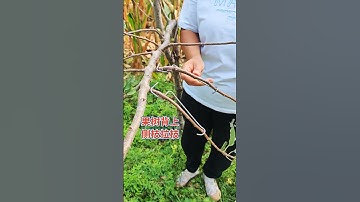 "Shaping Side Branches with a Branch Puller 🍏🌳 #FruitTreeGrowingTechnology"