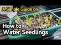 How to Water Seedlings | A Simple Guide