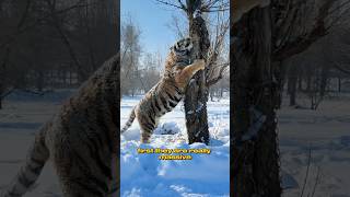 SIBERIAN TIGER are… #shorts