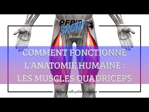 COMMENT EXPLIQUER L&rsquo;ANATOMIE   LES MUSCLES QUADRICEPS