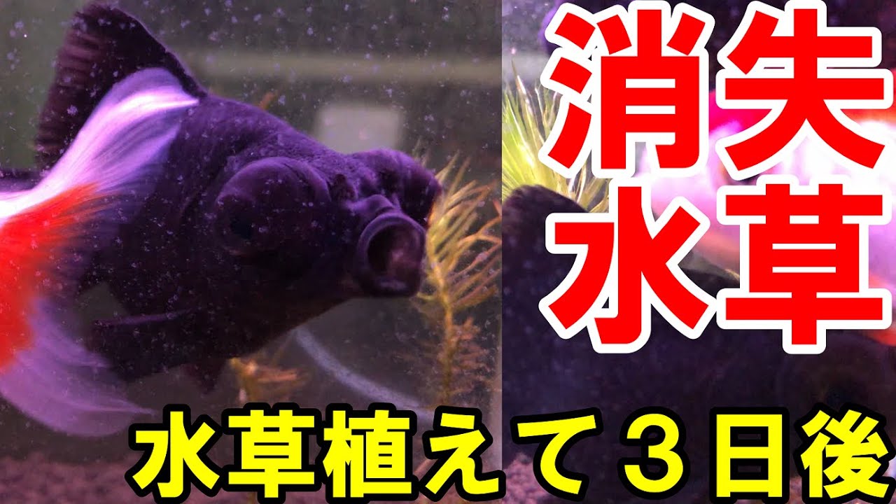 出目金水槽 おいしい金魚のおやつ 水草植えて３日後の姿がこちら 水草マヤカの最期 Youtube