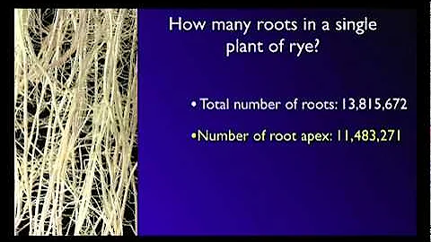 Stefano Mancuso: The roots of plant intelligence - DayDayNews