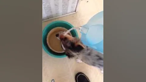 Splish Splash