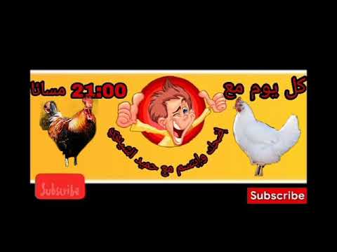 الفرق بين الدجاج البلدي و الدجاج الرومي