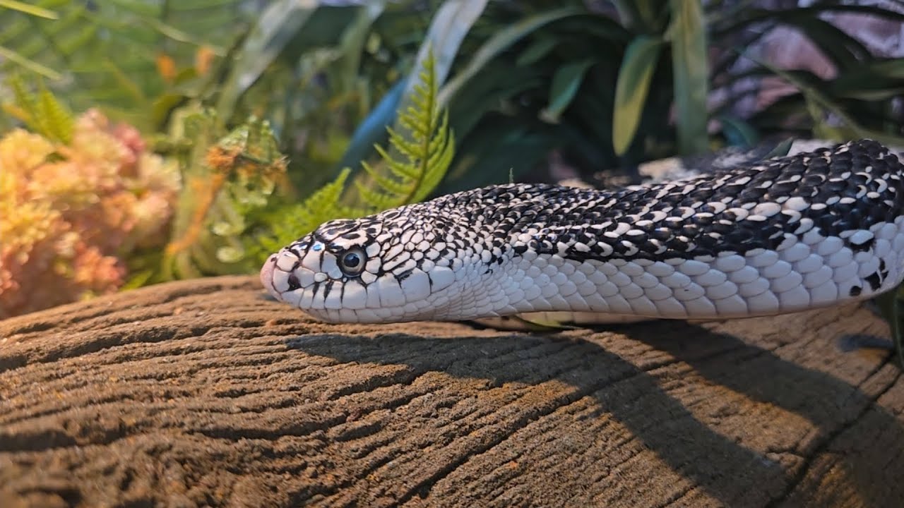 SEE THE ART. SEE THE ARTIST. 