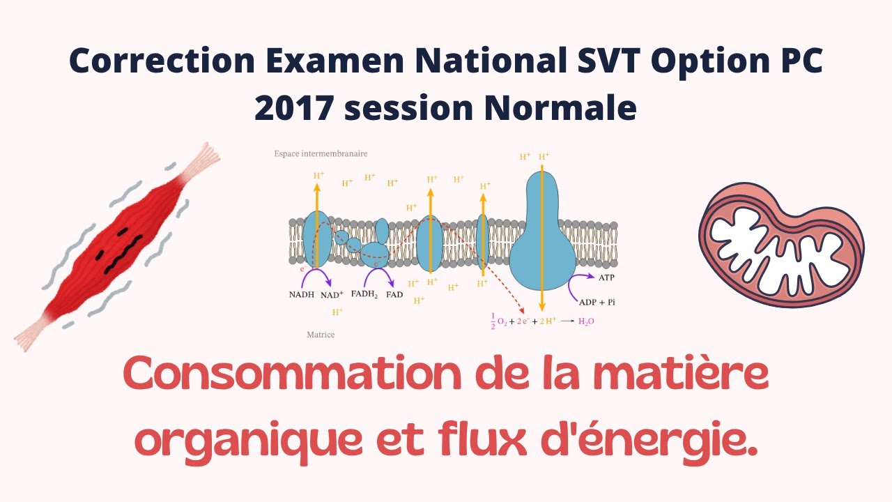 Exercice Corrigé : ATP + Le Muscle - Examen National 2017 session normale