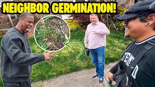 OVERSEEDING Neighbor's LAWN 15 DAY Update! Germination and Tenacity Bleaching