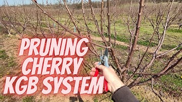 How to prune cherry on KGB system Early Lory