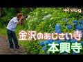 今年も金沢で有名な紫陽花寺に来たよ【Vlog】