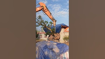 Đại Gia Đất Cảng Cực Thích 2 Cây Lựu Cổ Ấn Độ#shorts