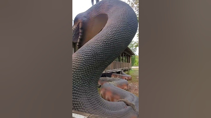 Titanoboa, Zoo  Florida