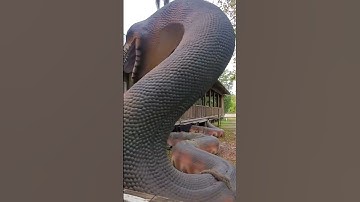 Thumbnail of Titanoboa, Zoo  Florida
