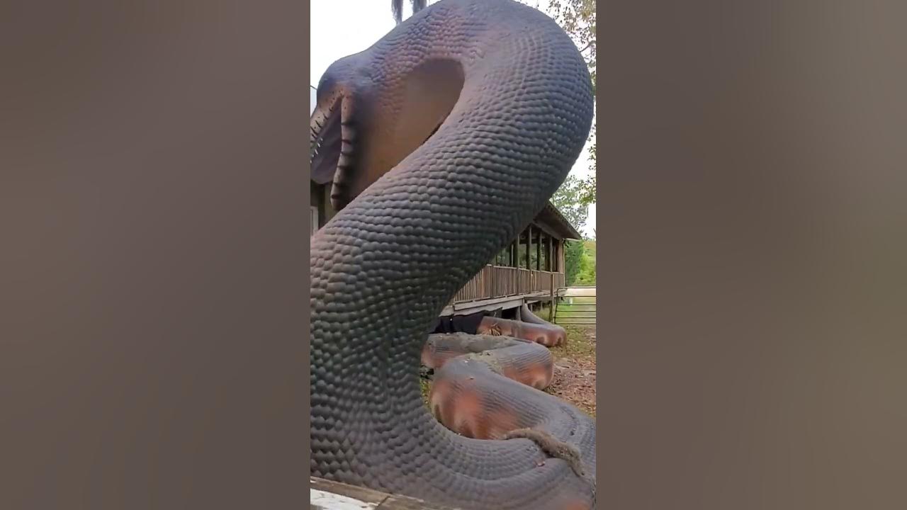 Titanoboa, Zoo  Florida