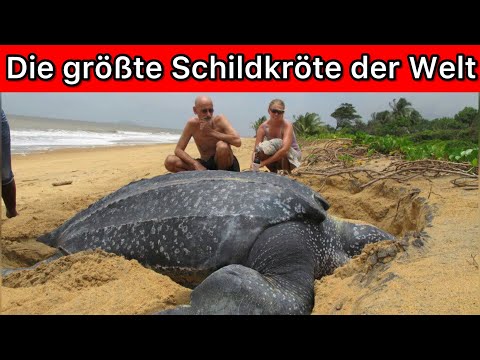 Video: Die größte Schildkröte der Welt - was ist das?