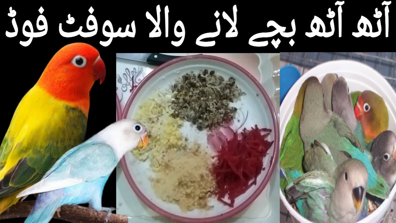 lovebirds chicks ki achhi growth k liay best soft food سوفٹ فوڈ YouTube