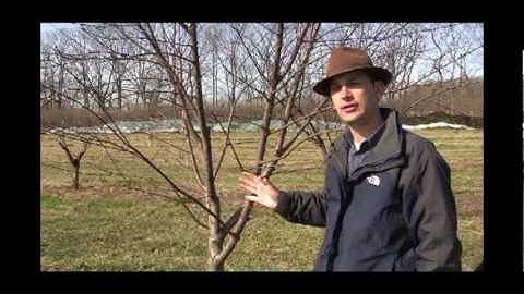 How to Prune an Overgrown Peach Tree for Better Fruit Access