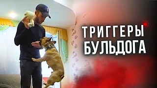 ПЕРЕКУСАЛ ВСЮ СЕМЬЮ.ФРАНЦУЗСКИЙ БУЛЬДОГ