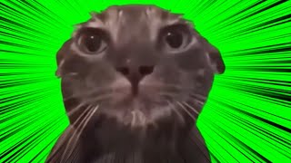 !!!猫ミームタイム!!!