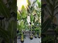 Live customise manufacturing of artificial green plant, wholesale world delivery ￼￼#artificialplants