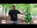 Maradona - a leading papaya variety by EWS