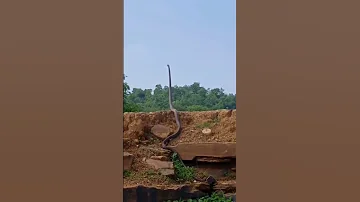 Big king cobra